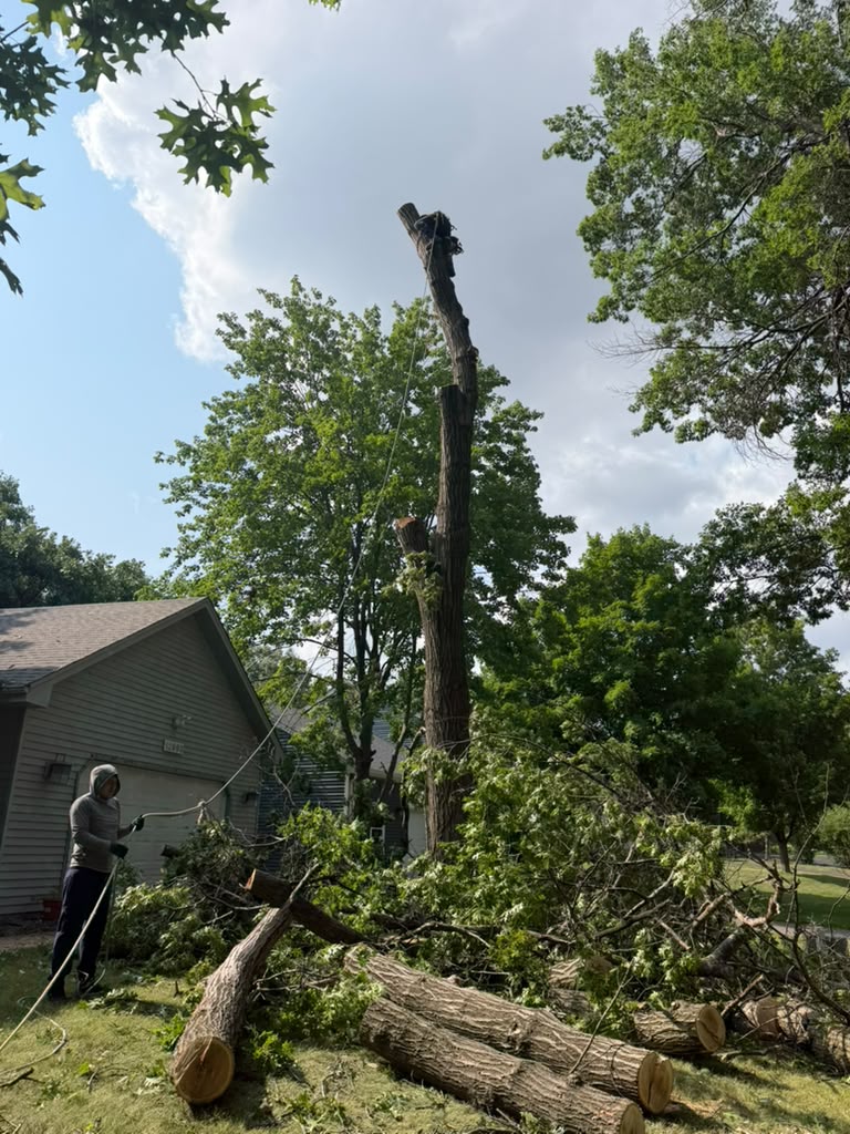 Complete stump removal and restoration in Blaine Minnesota