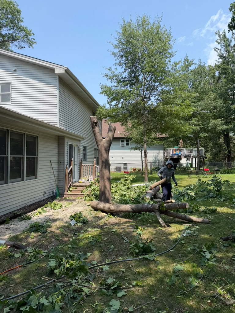 Cedar hedge pruning and shaping in Eagan Minnesota